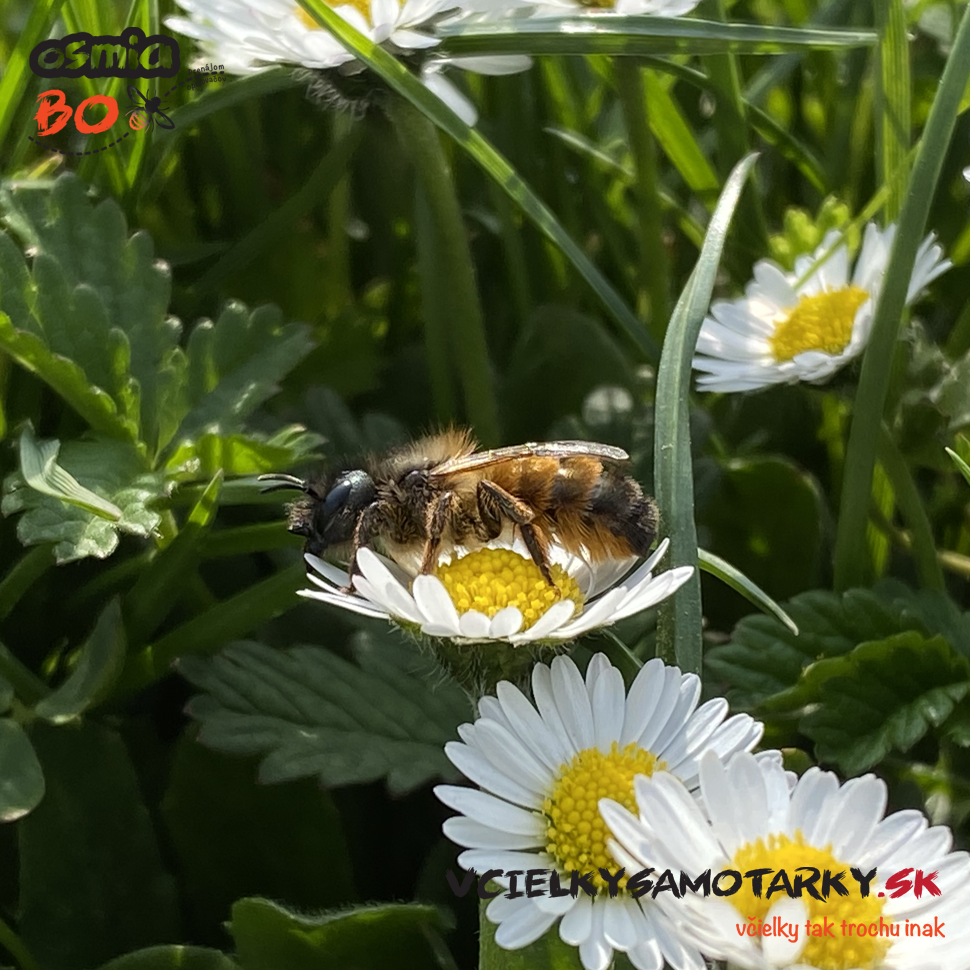 Osmia Box - PRENÁJOM