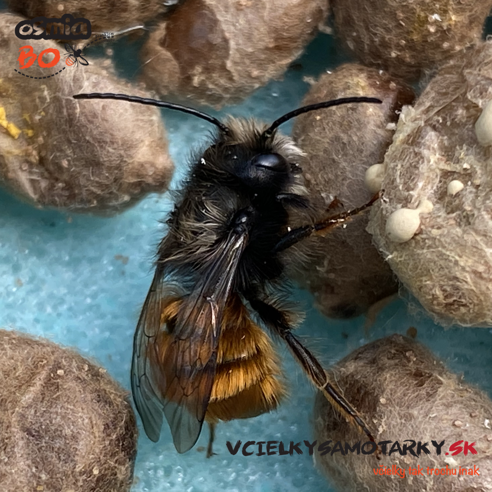 Osmia Box - PRENÁJOM