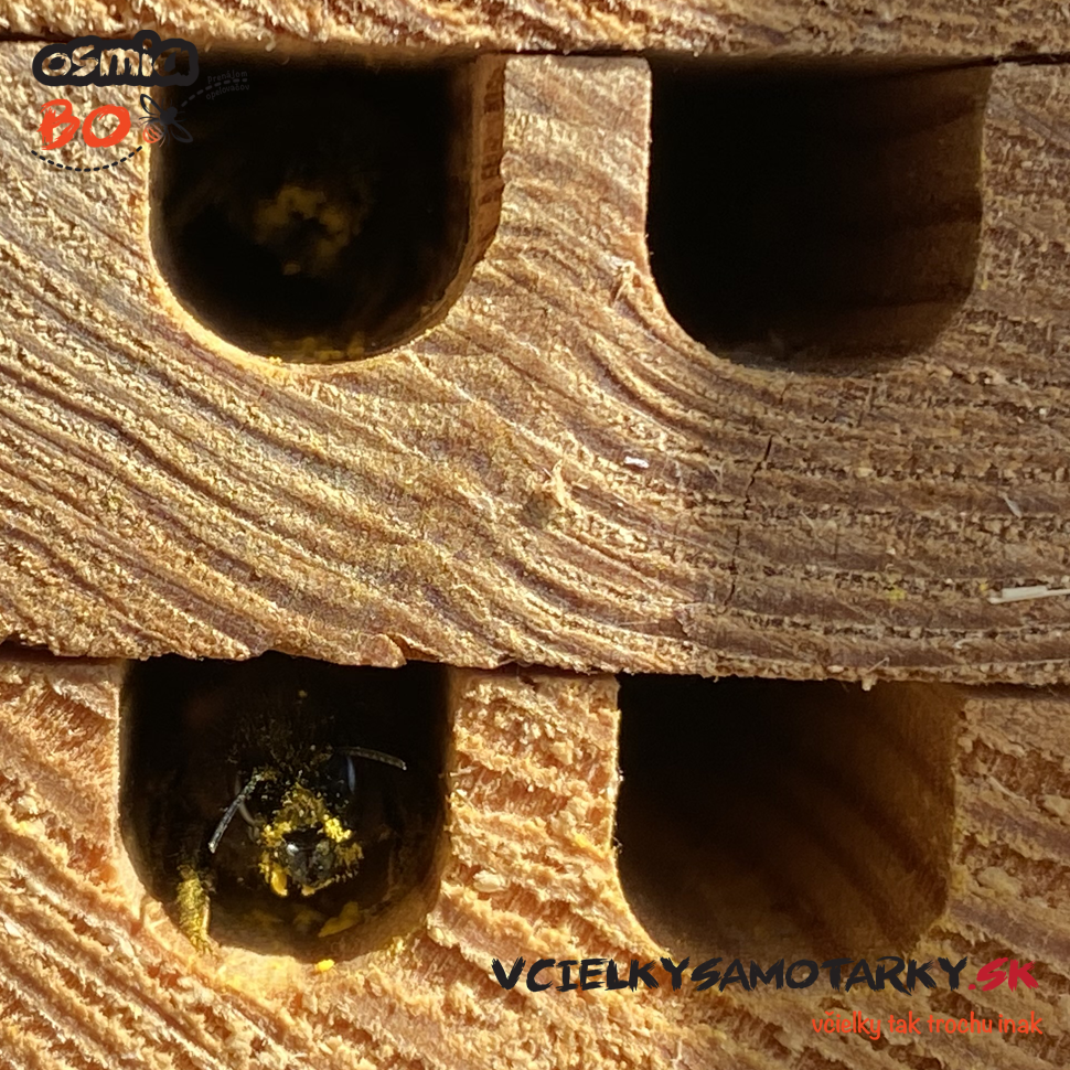 Osmia Box - PRENÁJOM