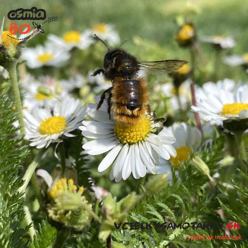 Osmia Box - PRENÁJOM