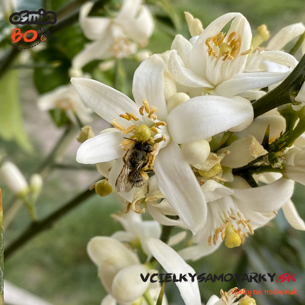 Osmia Box - PRENÁJOM